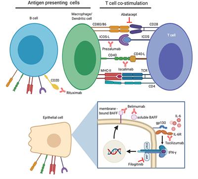 Biological Therapy in Primary Sjögren's Syndrome: Effect on Salivary Gland Function and Inflammation